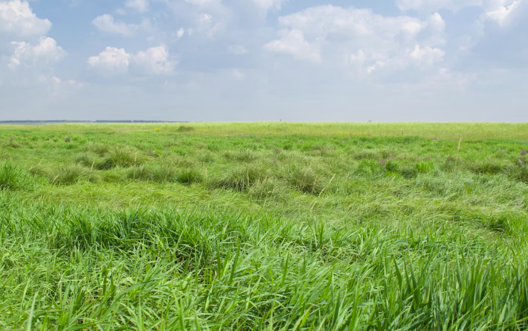 2025 고창 청보리밭 축제 할인정보