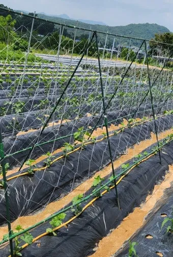 지지대 설치 방법 고추 토마토 참외 수박 쓰러짐 예방_13