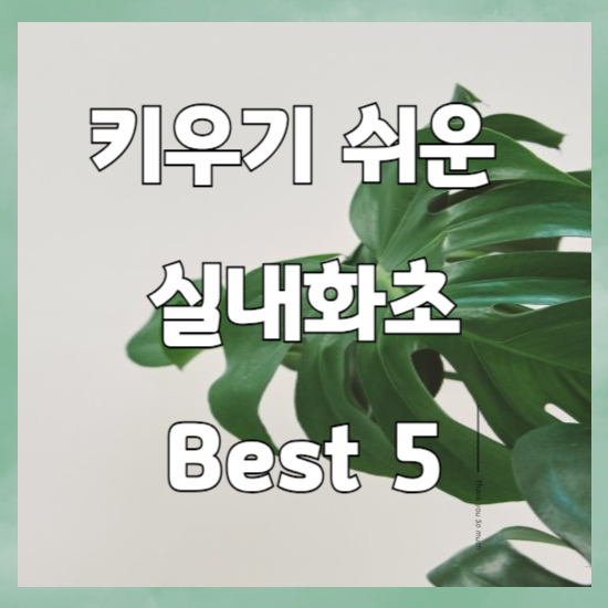 실내 화초