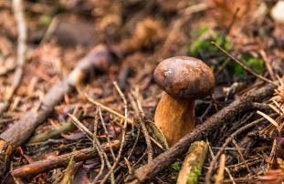 송이버섯 가격, 송이버섯 채취시기, 송이버섯 효능