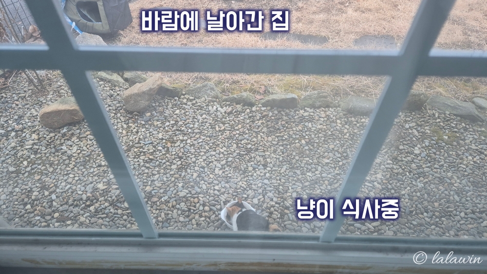 삼색냥이
