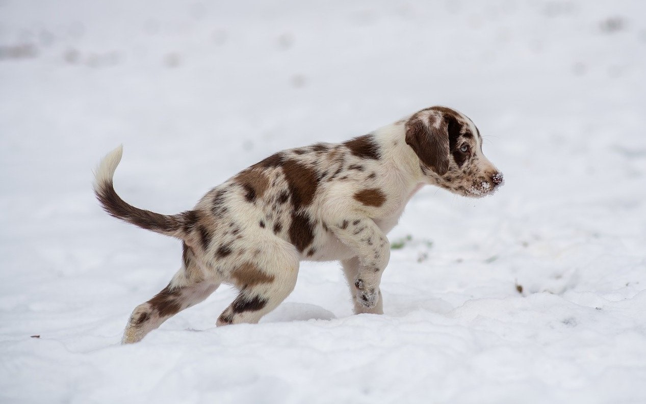겨울에-돌아다니는-엄청-귀여운-강아지