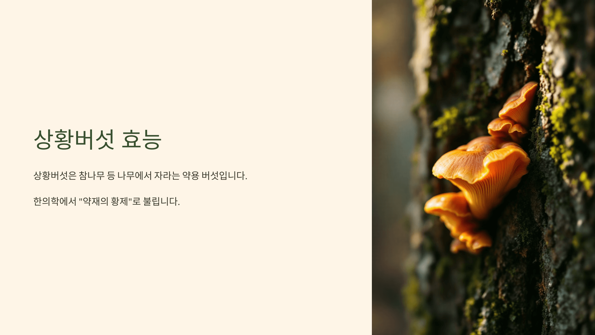 상황버섯 사진입니다.