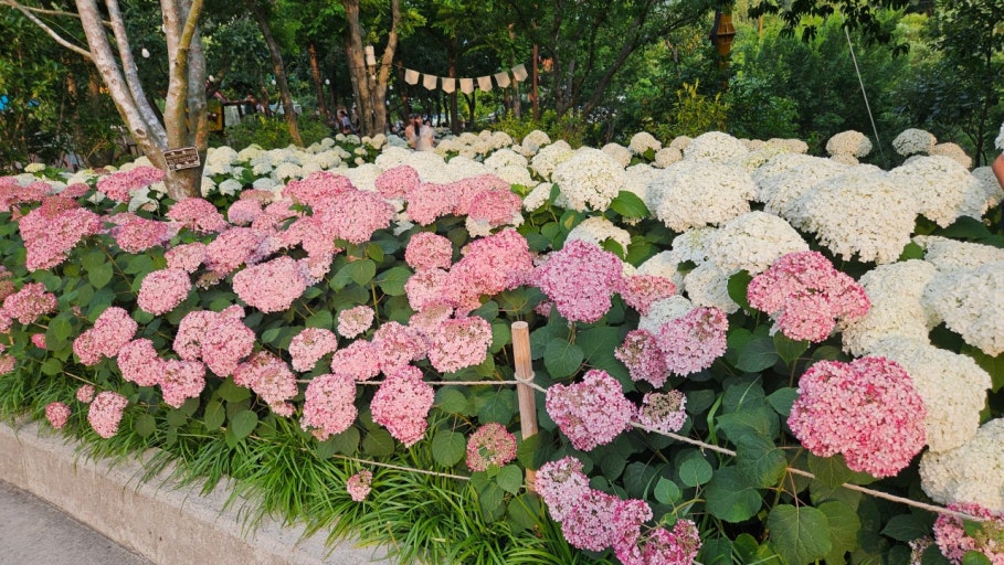 [6월 축제]2025 월아산 수국 수국 페스티벌❘기간, 일정, 체험 프로그램 및 공연 정리
