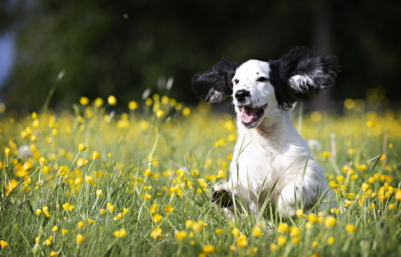 강아지 성격 유형