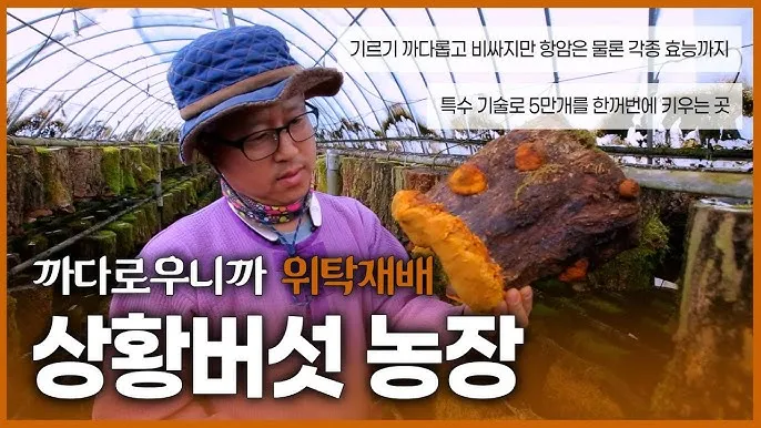상황버섯 재배 톱밥 배지 균사 배양 환기 관리_5