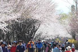 제 12회 장봉도 벚꽃축제 기본일정과 프로그램 및 특징 소개
