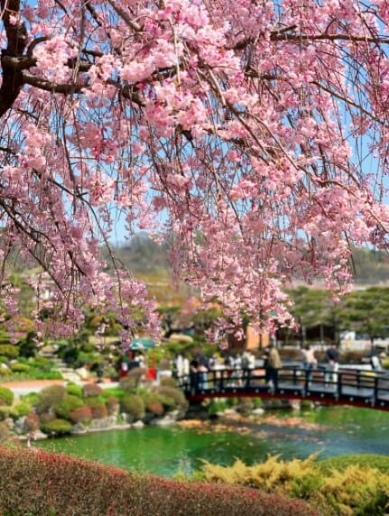 베어트리파크 봄꽃3