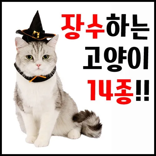 집고양이 vs 길고양이 평균 수명 차이 심층 분석_1