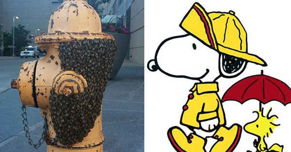 평생 만나기 힘든 신기한 착시현상 모음