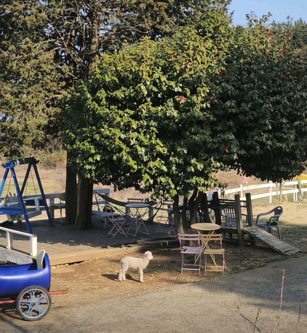 6시 내고향 남해양떼목장 양모리학교 산양유 체험