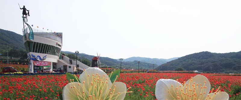 봄꽃 절정! 2025 하동 북천 꽃양귀비 축제