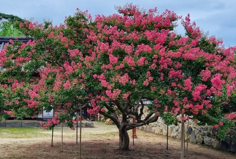 가을에 피는 꽃 배롱나무