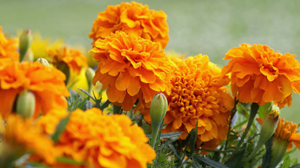 루테인 지아잔틴