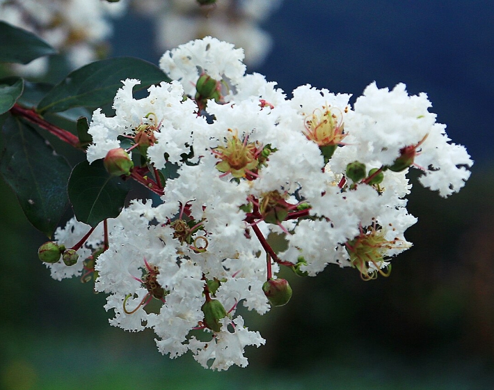 가을에 피는 꽃 배롱나무