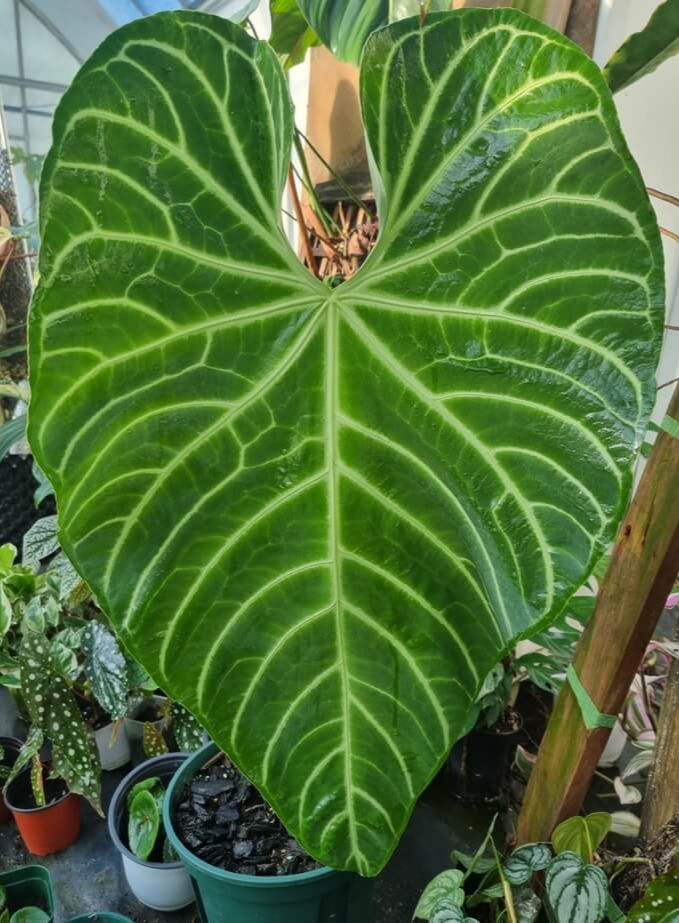 안스리움 리갈레의 잎은 하트모양의 큰 진녹색의 잎의 표면에 대비가 뚜렷한 희거나 연녹색의 다채로운 잎맥이 거미줄처럼 이어져 웅장한 느낌을 줍니다.
이러한 잎의 아름다움으로 이 식물은 안스림움의 왕이라 불립니다.