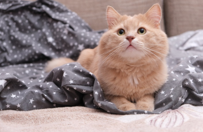쳐다보는 고양이