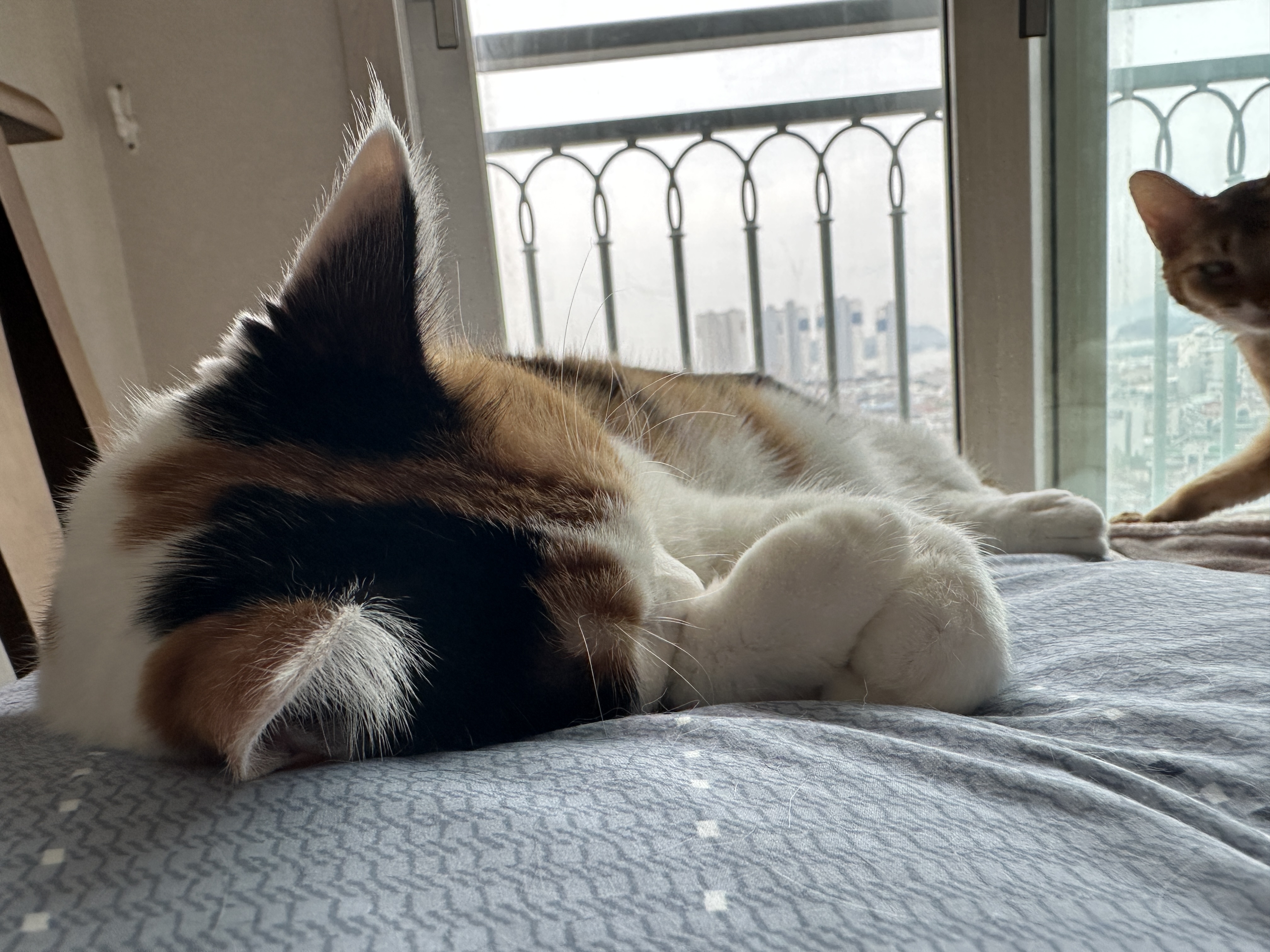 앞발_곱게_모으고_참하게_자고_있는_삼색이_고양이_요미