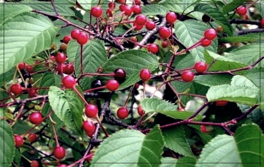 버찌 효능이 무엇일까? 이것이 진정한 건강의 비밀일까?