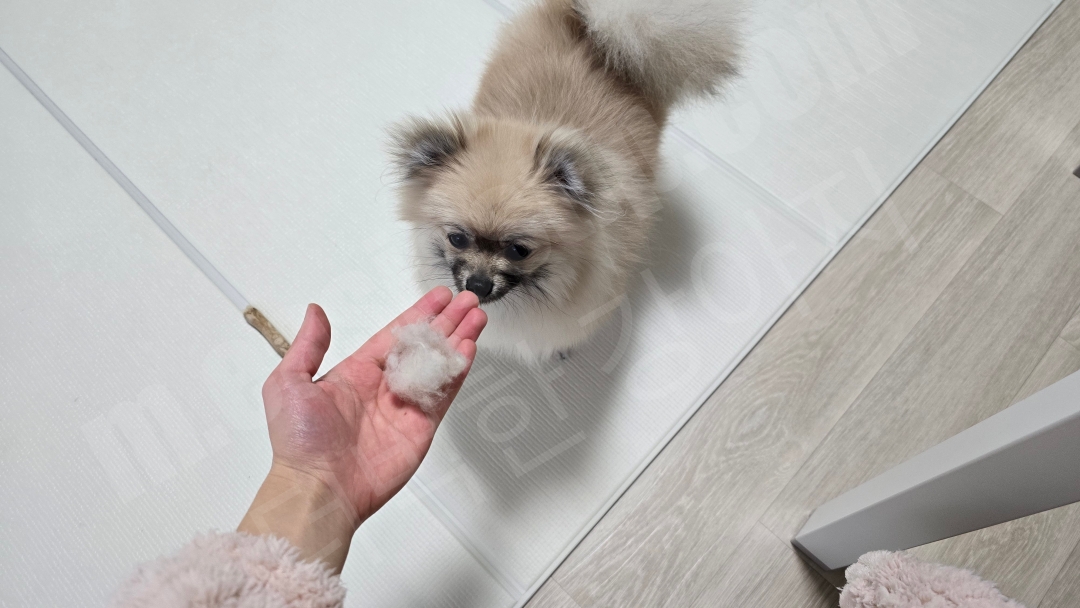 포메라니안 털 빠짐