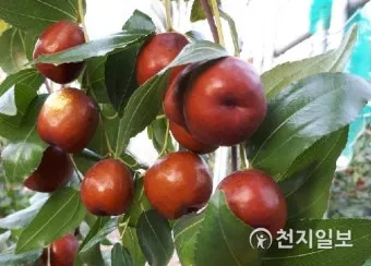 대추 재배 개화기 관리 봉지 씌우기 열매 터짐 예방_10