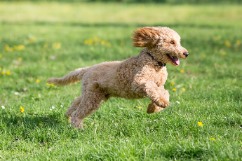 산책중인 강아지