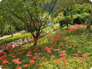 수목정원 꽃무릇 이미지 출처: 하늘빛수목원 홈페이지