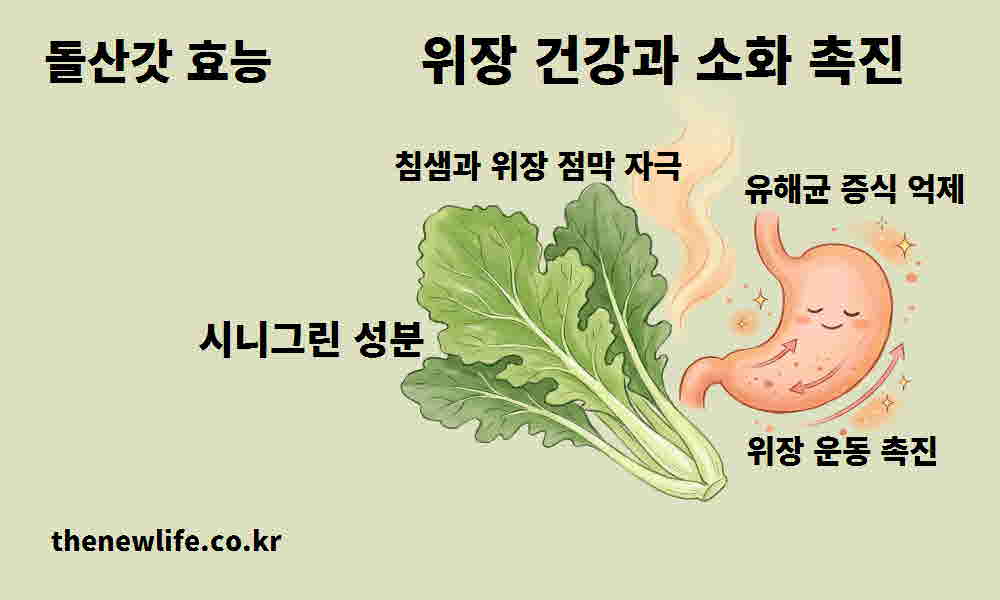 돌산갓 효능 위장 건강 소화 촉진