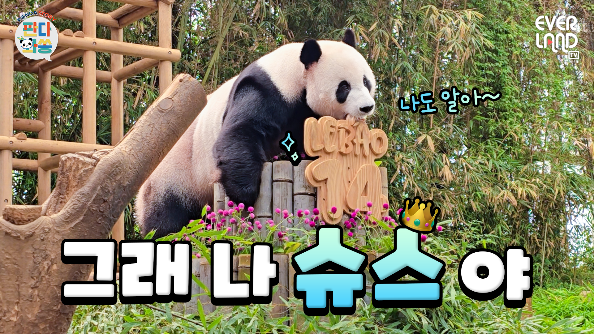 얼마나 슈퍼스타인지 감도 안 옴｜#판다와쏭 #265