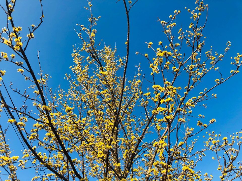 2023 구례 산수유축제