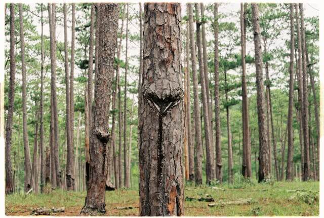 즐비하게 서 있는 나무들