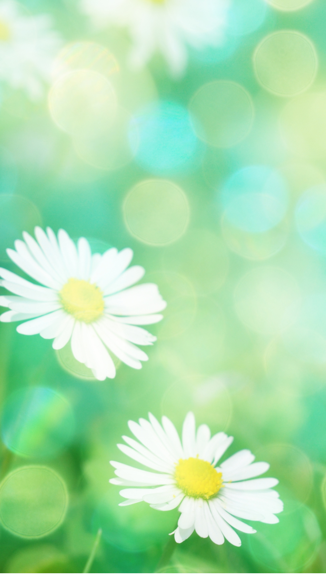 스마트폰 봄 계절 꽃 배경화면 사진 이미지 모음