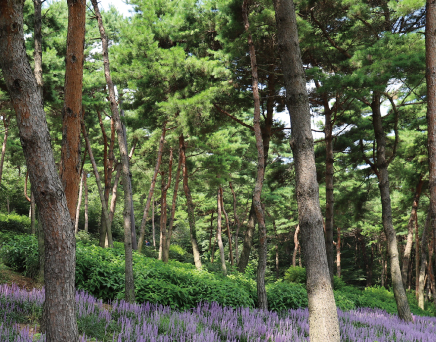 당진 삼선산수목원 나들이 가이드|입장료, 산책로, 가족 여행 꿀팁까지!