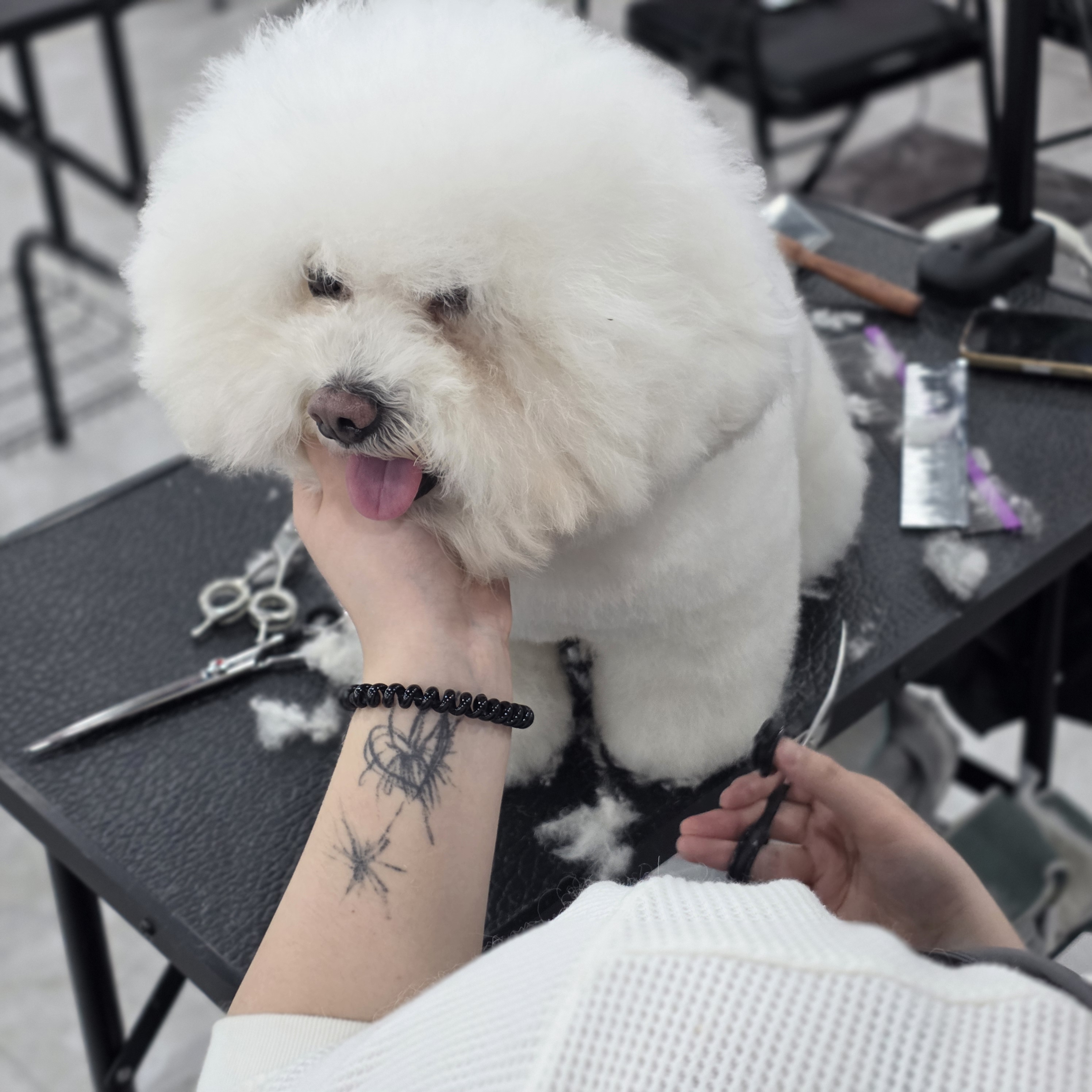 수원애견미용학원