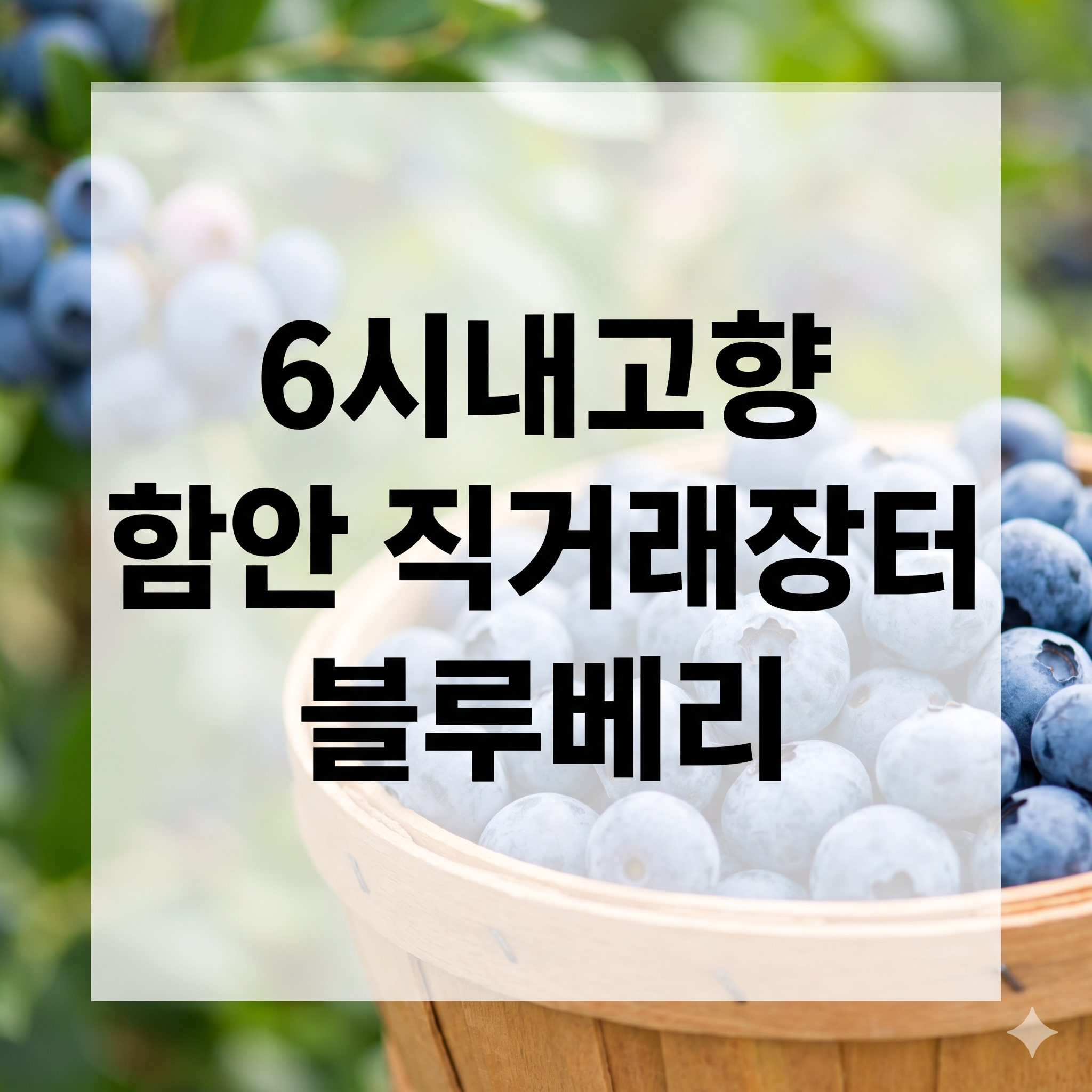 6시내고향 함안 직거래장터 블루베리