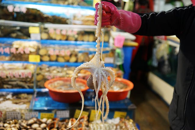 강원도 시장 사진