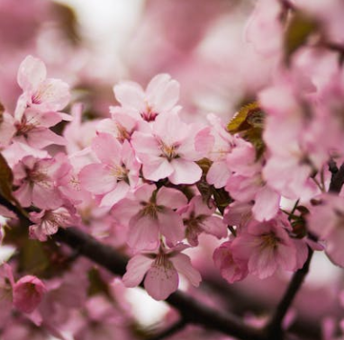 서울 벚꽃 개화시기 2025