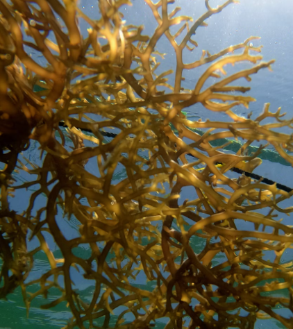 미역 효능 부작용 칼로리