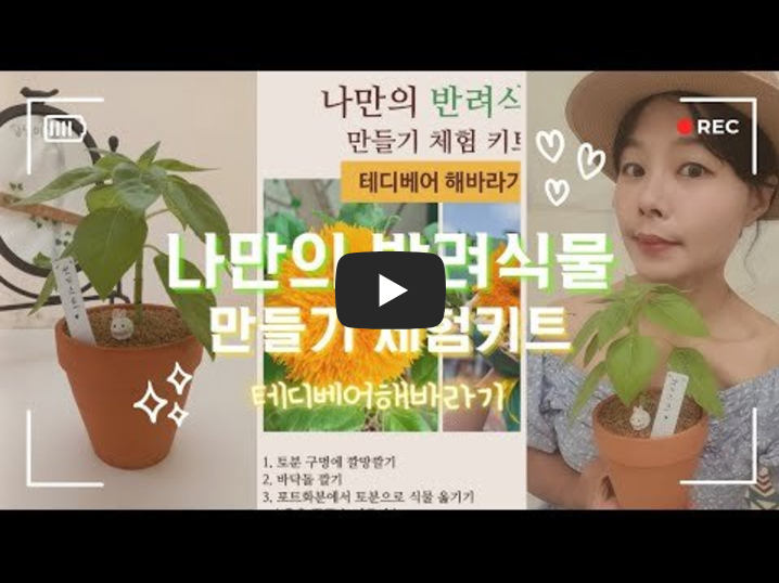 나만의 반려식물 만들기 체험키트 테디베어 해바라기 심는 유뷰트영상 이미지입니다.