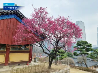 창덕궁 만첩홍매화 개화시기 명소_15