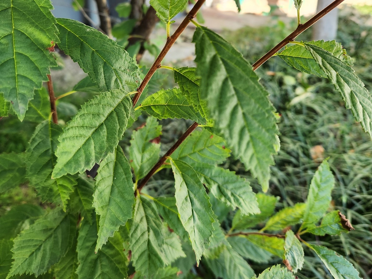 만첩풀또기