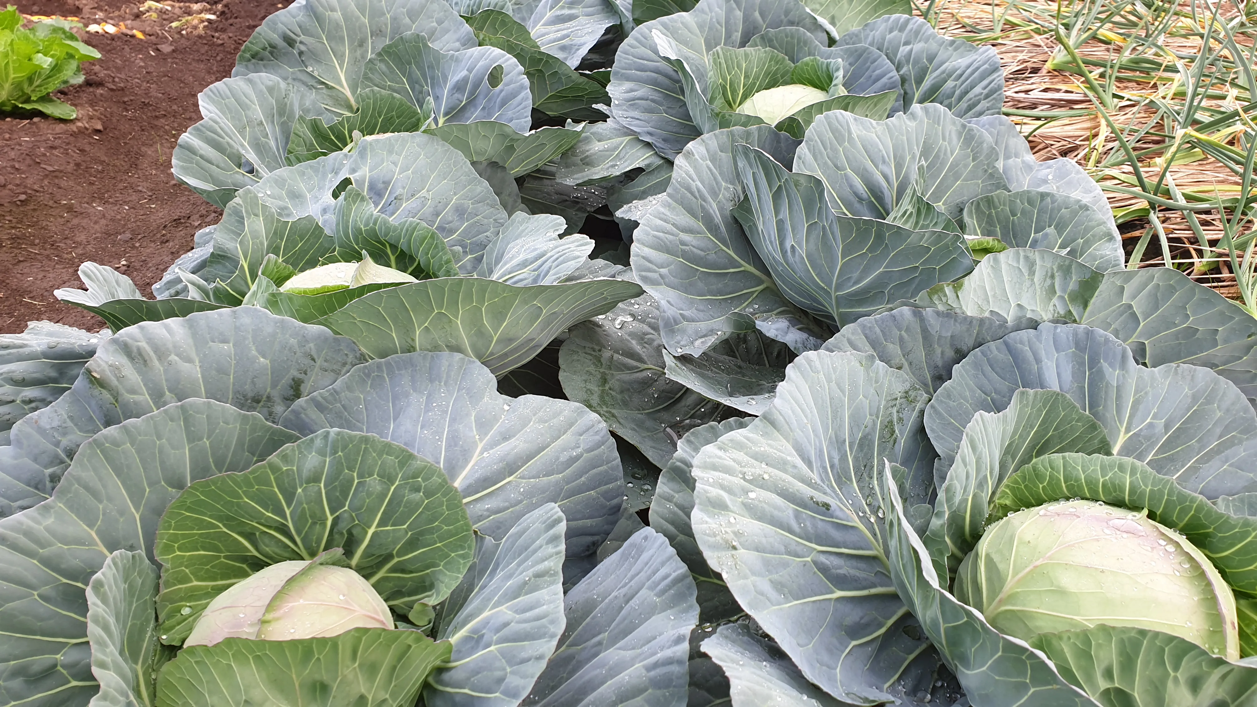 양배추 재배 배추흰나비 방제 칼슘 결핍 예방_5