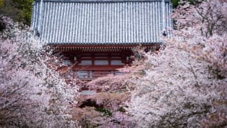 벚꽃이 피어있고 뒤로 오래된 건물이 보인다.