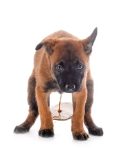 강아지 사진/출처:어도비스톡