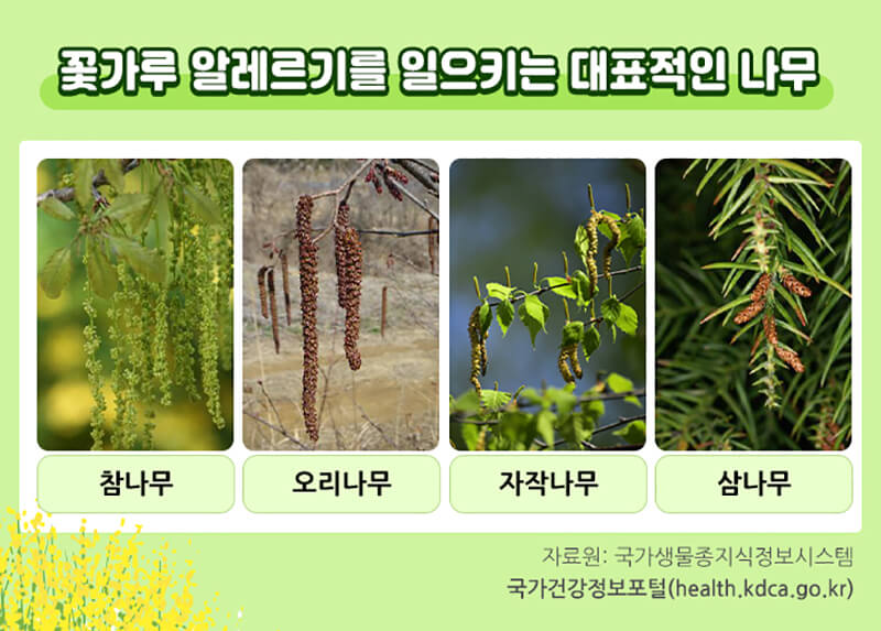 꽃가루 알레르기의 원인이 되는 나무