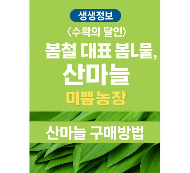 생생정보 수확의 달인 강원도 홍천 오대산 봄철 대표 봄나물 산마늘 주문방법 미쁨농장 산마늘 구매방법