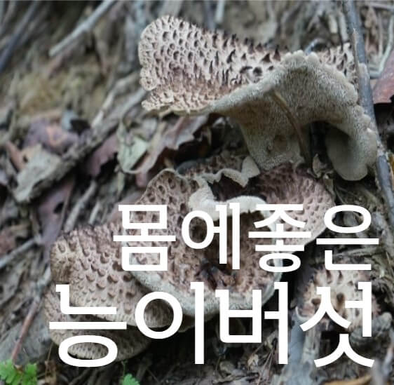 혈액순환-좋은-능이버섯