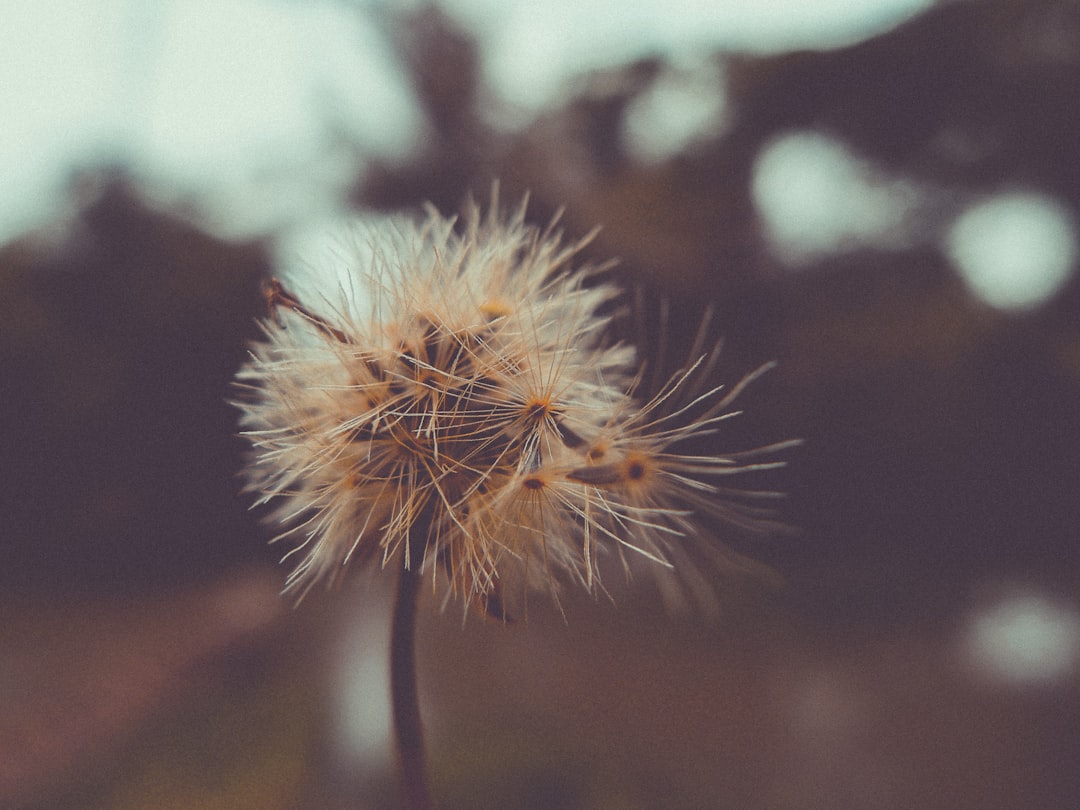 Dandelion