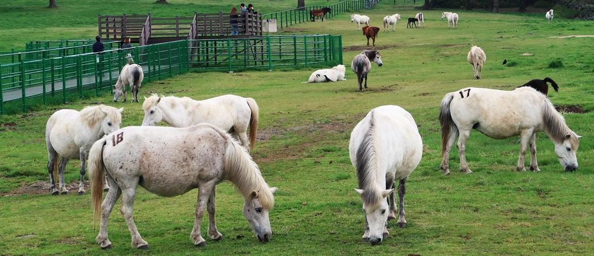 제주 마방목지 한라산 아래 초원과 말이 있는 풍경