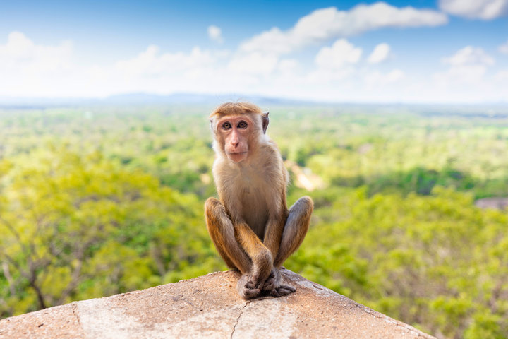 2025년 을사년 원숭이띠 신년 운세